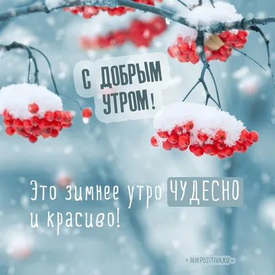 Красивые и прикольные картинки с пожеланием зимнего Доброго утра! | Доброе  утро, Зимние цитаты, Зимние картинки