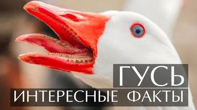 Гусь на веревочке | У бабушки-забавушки | Дзен