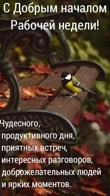 Понедельник доброе утро | Счастливые картинки, Доброе утро, Утренние  сообщения