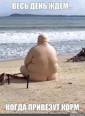 Создать мем \"пляжные фотографии, пляж с толстыми людьми, жирные на пляже\" -  Картинки - Meme-arsenal.com