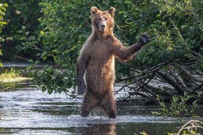 Comedy Wildlife Photography Awards опубликовала самые смешные фото животных  | Шарий.net