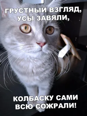 Весёлая и прикольная картинка в день домашних животных - С любовью,  Mine-Chips.ru