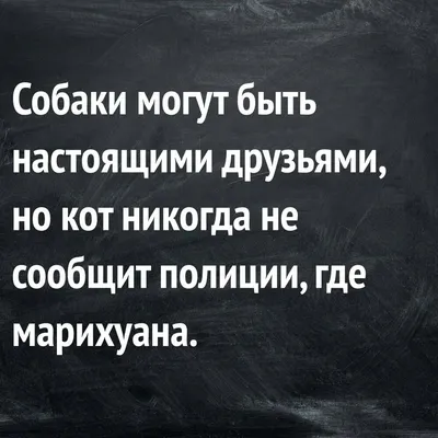 Прикольные картинки с надписями и смешные высказывания