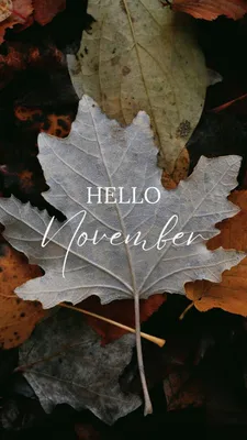 Hello november background Royalty Free Vector Image