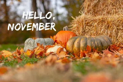 Hello November PNG Image, Hello November Greeting With Autumn Fall  Ornament, November, Greeting, Autumn PNG Image For Free Download