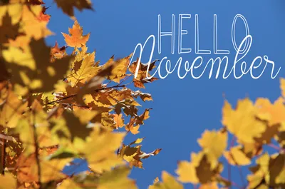 Friday Favorites, Hello November! | Home On Oak