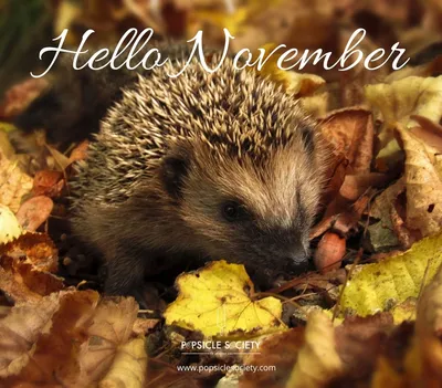 Hello November png download - 3808*3808 - Free Transparent Hello November  png Download. - CleanPNG / KissPNG