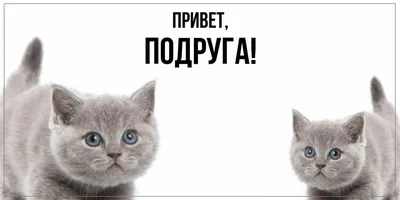 Привет, подружка! | Pistik.net