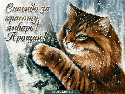 Зимняя красивая картинка со снегом, мерцающая открытка с котом «Прощай  январь,спасибо за красоту» | Прощай, Январь, Картинки