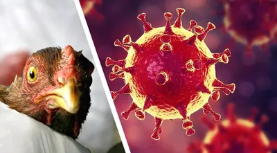Осторожно птичий грипп! | БГАТУ