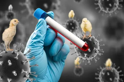 Профилактика птичьего гриппа - БСМП Гродно