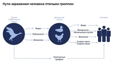 Птичий грипп бушует в четырех регионах Казахстана