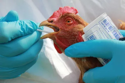 Ученые предупреждают о пандемическом потенциале вируса гриппа птиц |  Ветеринария и жизнь
