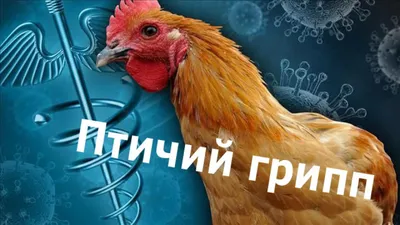 Памятка о птичьем гриппе - Администрация сельского поселения Ачайваям