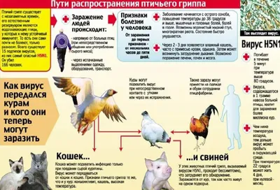 Памятка населению по птичьему гриппу - Объявления - Новости, объявления,  события - Администрация города Невинномысска