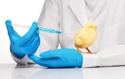 Птичий грипп: что это такое, симптомы у человека, чем опасен H5N1, как  передается, лечение и профилактика