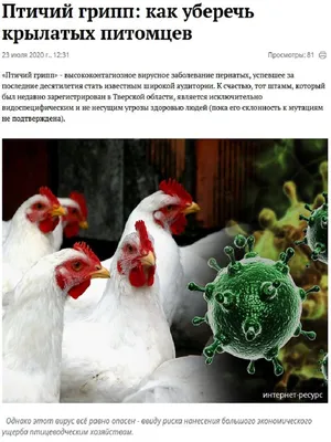 Птичий грипп наступает! | 28.09.2022 | Ковров - БезФормата