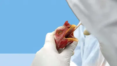 ЮАР удалось взять под контроль самую масштабную вспышку гриппа птиц в  стране | Ветеринария и жизнь