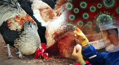 Птичий грипп — в красной зоне