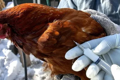 Чем опасен птичий грипп и почему из-за него вводят карантин? Симптомы и  лечение птичьего гриппа у человека: Общество: Россия: Lenta.ru