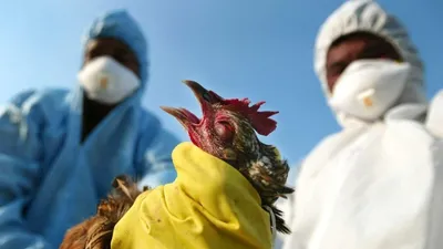 Птичий грипп: что это, симптомы у человека, как лечат | РБК Тренды