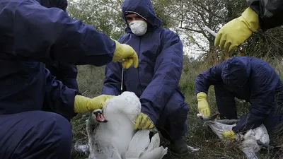В Финляндии бушует птичий грипп – домашнюю птицу надо держать в помещении |  Yle Novosti | Yle