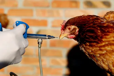 Птичий грипп+Вирус болезни Ньюкасла, комбинированный тест (AIV Ag+NDV Ag) -  купить по выгодной цене | Vetdiagnostics.ru