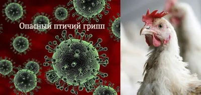 Румыния: птичий грипп убивает лебедей | Euronews