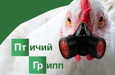 Птичий грипп в 2023: как не заболеть? | Страховая компания «ПАРИ» | Дзен