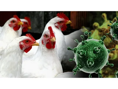 Птичий грипп H5 (AIV H5 Ag) - купить по выгодной цене | Vetdiagnostics.ru