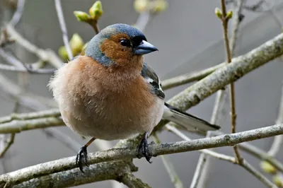 Зяблик (Fringílla coélebs)