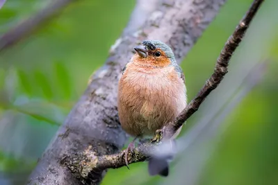 Зяблик (Fringilla coelebs). Птицы Европейской России.