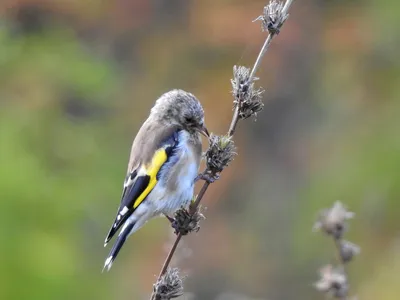 Зяблик - eBird