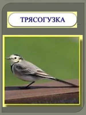 Птицы Центральной России Фото – Telegraph