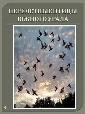 Птицы свердловской области (50 лучших фото)