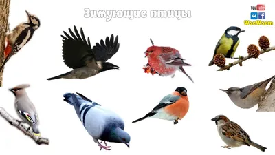 Лесные птицы Южного Урала - фото и названия