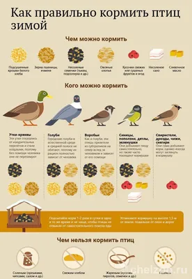 Крылатые белоснежки: в Челябинскую область прилетели птицы счастья