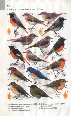 Каталог птиц Чувашии - Чебоксары