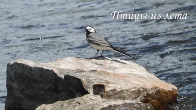 Челябинский орнитолог снял фильм о самых красивых птицах Южного Урала