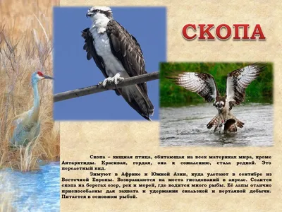 Событие местного масштаба: чернолобый сорокопут на юге Рязанской области «  Fotoparus