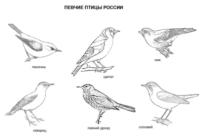 Раскраски птицы россии (44 фото) » Картинки, раскраски и трафареты для всех  - Klev.CLUB