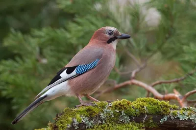 Сойка (Garrulus glandarius krynicki). Фотогалерея птиц. Фотографии птиц  России, Беларуси, Украины, Казахстана, Таджикистана, Азербайджана.