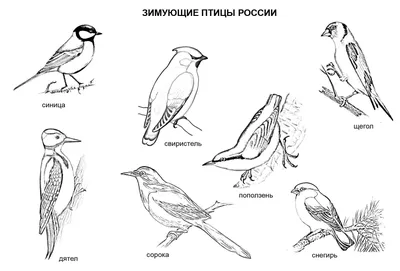 Раскраски птицы россии (44 фото) » Картинки, раскраски и трафареты для всех  - Klev.CLUB