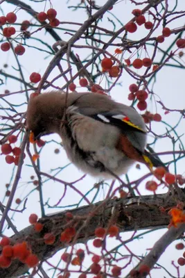 Синяя птица (Myophonus caeruleus). Фотогалерея птиц. Фотографии птиц России,  Беларуси, Украины, Казахстана, Таджикистана, Азербайджана.