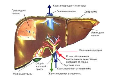 Щитовидная железа: признаки и лечение заболеваний