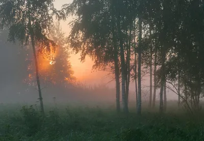 Моющиеся виниловые фотообои Рассвет в лесу, 211х150 см - купить по выгодной  цене в интернет-магазине OZON (273252759)