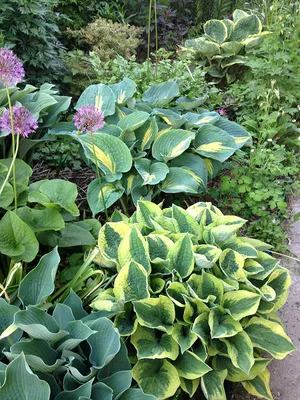 Хоста 'White feather' (Hosta 'White Feather')