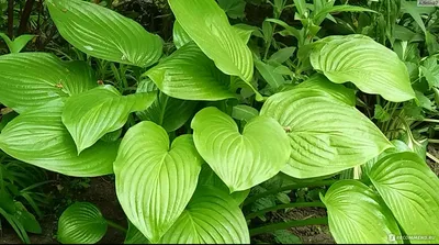 Хоста Зибольда (Hosta sieboldii) - PictureThis