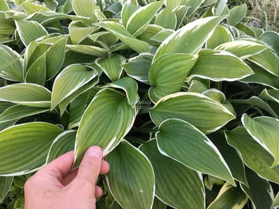 Хоста d 12 (1л) Hosta оптом: купить в Москве от производителя - питомника  ЦветКом