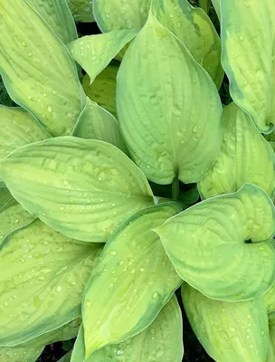 Хоста видовая (Hosta spesies)